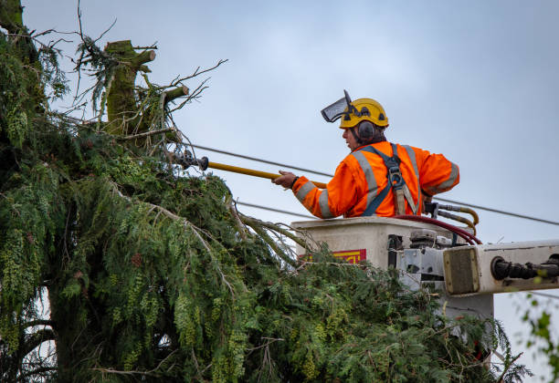 Best Tree Preservation Services  in Marquette, MI