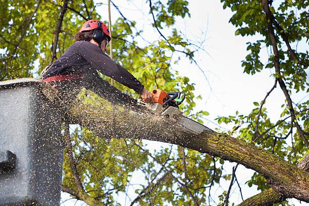 Best Tree and Shrub Care  in Marquette, MI