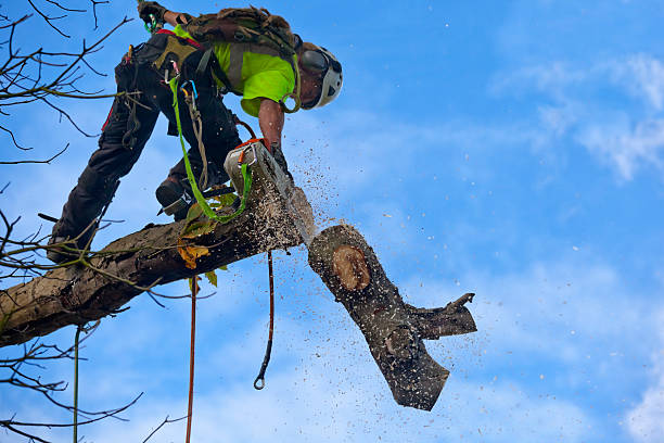 Best Hazardous Tree Removal  in Marquette, MI