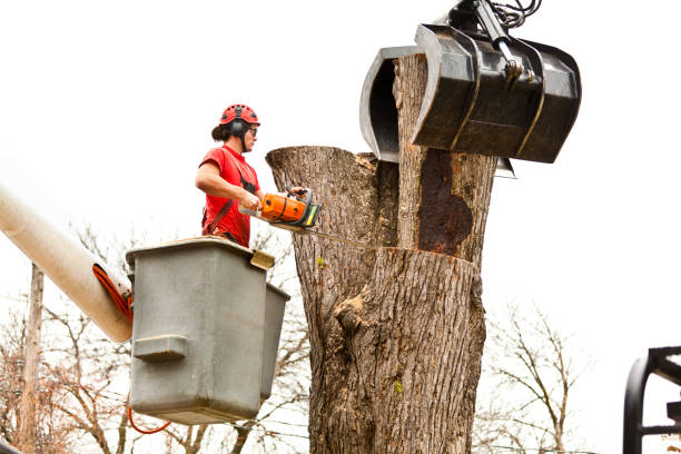 Best Tree Health Inspection  in Marquette, MI