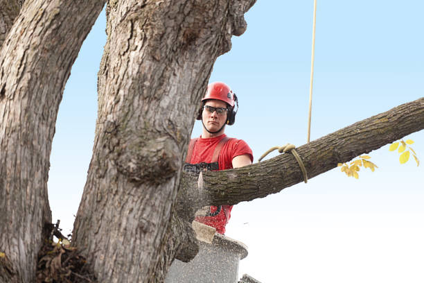 How Our Tree Care Process Works  in  Marquette, MI