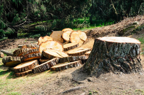 Best Tree Trimming and Pruning  in Marquette, MI